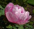 Akashigata peony photo