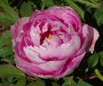Akashigata peony photo