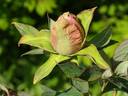 Akashigata peony photo