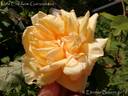 Madame Chédane-Guinoisseau rose photo