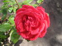 Valentina Borgatti rose photo