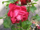 Valentina Borgatti rose photo