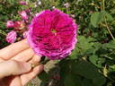 Catinat rose photo