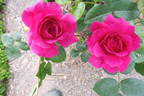 Noble Antony rose photo