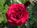 Erotica rose photo