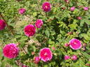 Catinat rose photo