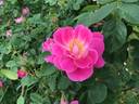Griseldis rose photo