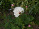 Bouquet Blanc rose photo