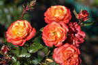Confetti (floribunda, Christensen rose photo