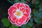 Priscilla Burton ® rose photo