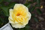 KORanderer rose photo