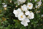 POUldiram rose photo