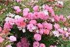 KORfeining rose photo