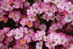 LENray rose photo