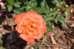 KORlady rose photo