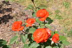 Anne Cocker ® rose photo