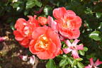 KORgetcali rose photo