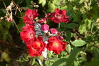 Adelaide Hoodless rose photo