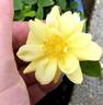 Oso Easy Lemon Zest rose photo