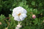 Manda's Triumph rose photo