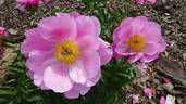 Caroline peony photo