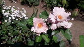 Couture Rose Tilia rose photo