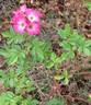 Gay Vista rose photo