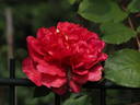 12 Westerland OP 09 rose photo