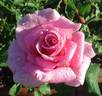 Bewitched rose photo