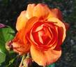 Above All rose photo