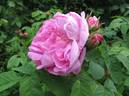 Sophie de Marsilly (moss, Moreau rose photo