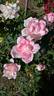 Adam Rackles rose photo