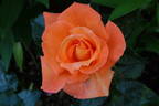 Razzle Dazzle rose photo
