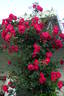 Henry Kelsey rose photo