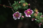 Mrs. Colville rose photo