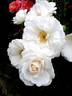 Nuage Blanc rose photo