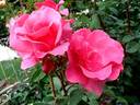 Romanze ® rose photo