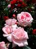 Eve Ruggieri rose photo