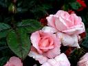 Eve Ruggieri rose photo