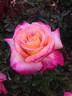 Beauty from Within rose photo