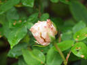 Aennchen von Tharau rose photo