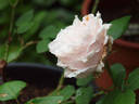 Aennchen von Tharau rose photo