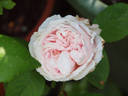Aennchen von Tharau rose photo