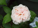 Aennchen von Tharau rose photo
