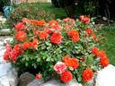 Venise rose photo