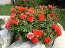 Venise rose photo