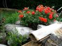 Venise rose photo
