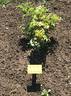 White Grootendorst rose photo