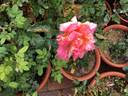 Mediterranea rose photo