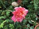 Mediterranea rose photo